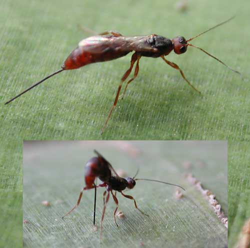 Ichneumonidae parasite of Chrysobothris, Xorides, Photo © by Michael Plagens