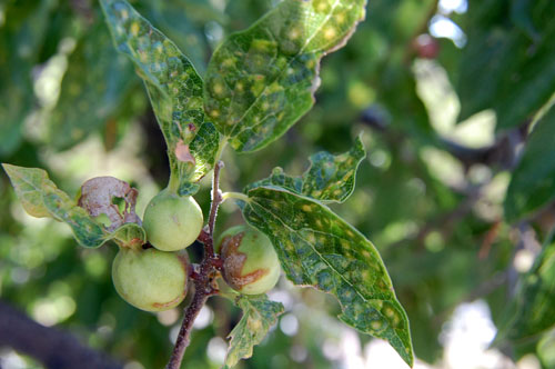 Pachypsylla galls on leaf petiole of Celis hackberry photo © by Mike Plagens