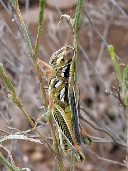 Snakeweed Grasshopper, Hesperotettix viridis, photo © by Mike Plagens