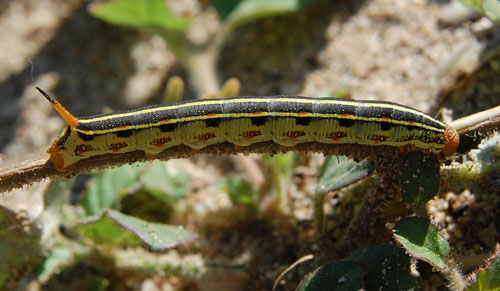 Hyles lineata caterpillar photo by Mike Plagens