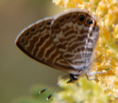 Leptotes marina Photo © by Mike Plagens