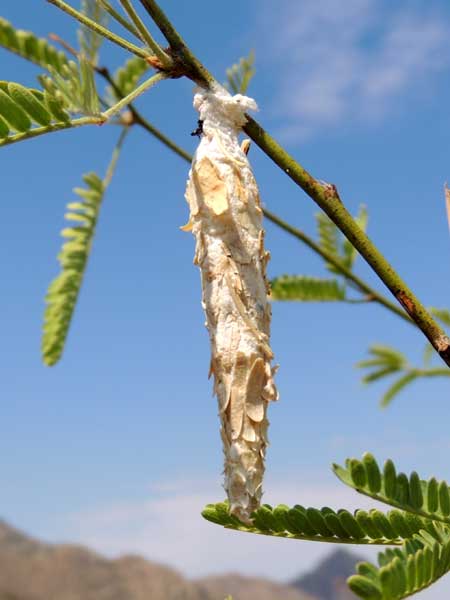 Bagworm Moth, Oiketicus, photo © by Mike Plagens