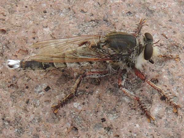 Promachus, Giant Robber Fly, photo © by Mike Plagens