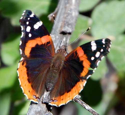 Red Admiral butterfly, observed at Superior, AZ. Photo © by Mike Plagens