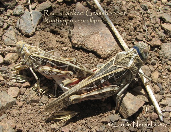 Red Shanked Grasshopper In The Sonoran Desert