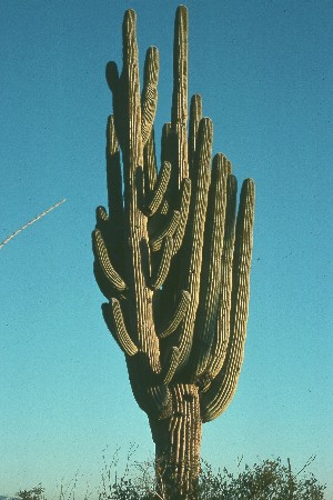 Huge Saguaro was growing north of Tucson, AZ in 1978 but later succummed to the stresses of urban sprawl.  Photo by Mike Plagens