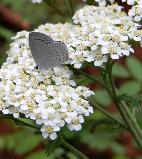 Common Yarrow, Achillea millefolium, photo © by Mike Plagens