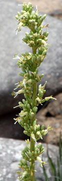 Agave toumeyana flowering stem photo © by Michael Plagens