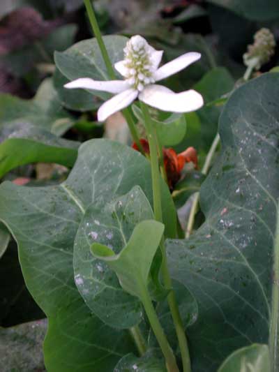 Yerba Mansa, Anemopsis californica, photo © by Michael Plagens