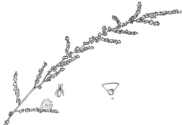 Pen & Ink drawing of allscale saltbush, Atriplex polycarpa, © by Michael Plagens