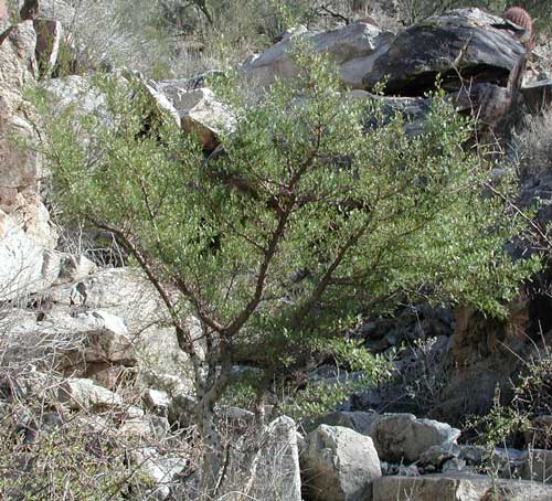 Elephant Tree growing at South Mountain Park, photo © Michael Plagens.