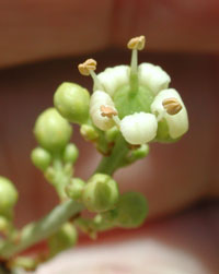 flower of Canotia holacantha