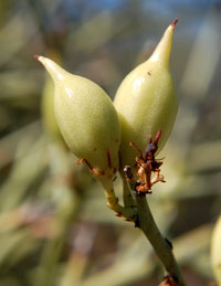 fruit of Canotia holacantha