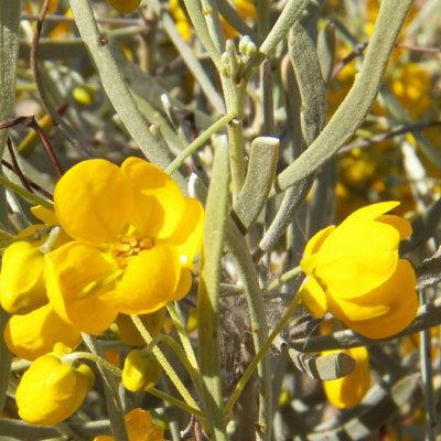 Cassia phyllodinea, photo © by Michael Plagens