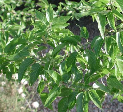 Net-leaf Hackberry in the Sonoran Desert