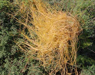 Dodder, Cuscuta indecora, growing on Catclaw Acacia,  photo © by Michael Plagens