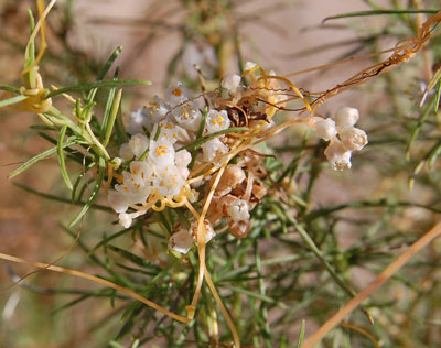 Cuscuta indecora photo © by Michael Plagens