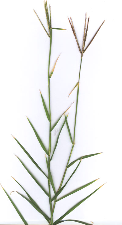 Scanned image of Cynodon dactylon (Bermuda Grass) © by Michael Plagens