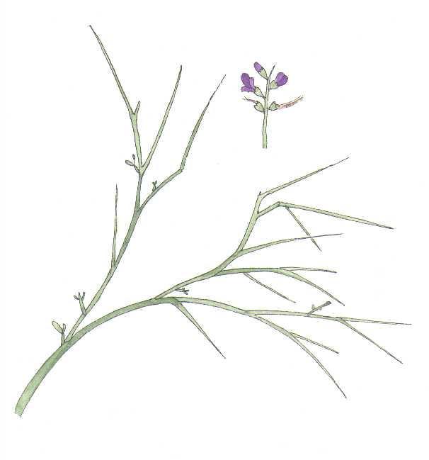 Smokethorn, Psorothamnus spinosus, Watercolor © by Michael Plagens