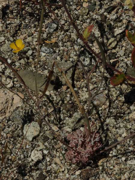 Eschscholzia minutiflora photo © by Michael Plagens