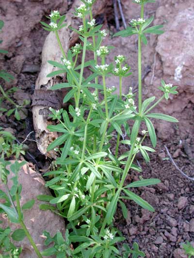 Plant Velcro