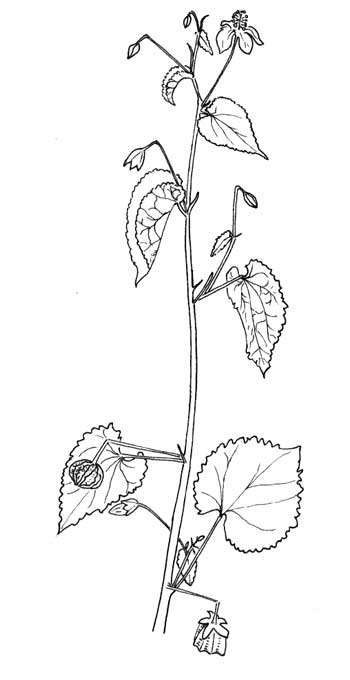 Herissantia crispa pen & ink illustration © by Michael J. Plagens