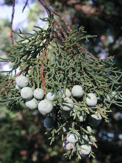 Juniperus osteosperma cones photo © by Michael Plagens
