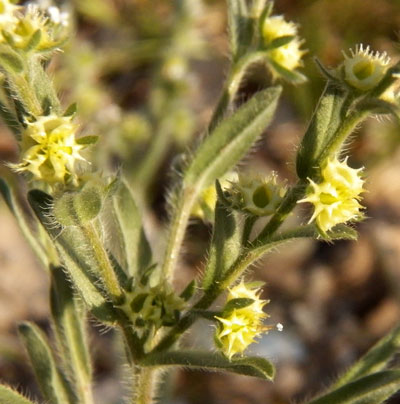 Stickseed, Lappula occidentalis, scan © by Michael Plagens