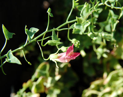 Maurandella antirrhiniflora photo © by Michael Plagens