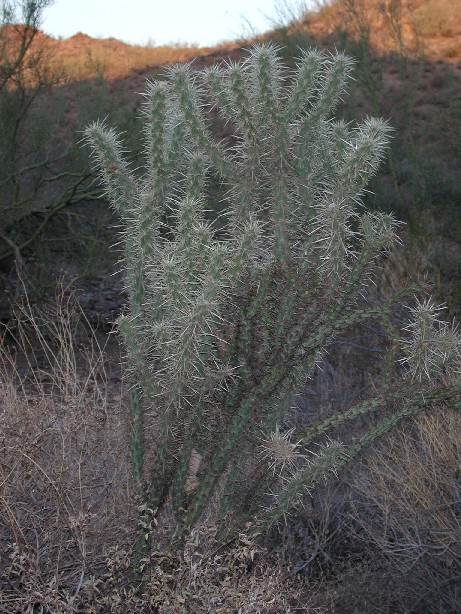 Buckhorn Cholla photo © by Michael Plagens