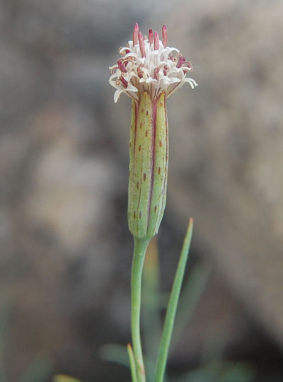 Porophyllum gracile photo © by Mike Plagens