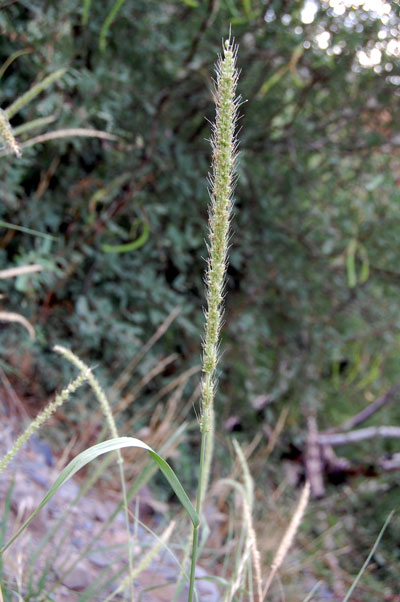 Setaria macrostachya photo © by Michael Plagens