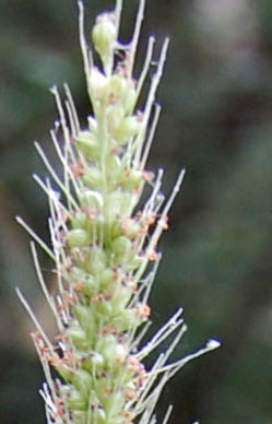spike inflorescence of Setaria macrostachya photo © by Mike Plagens