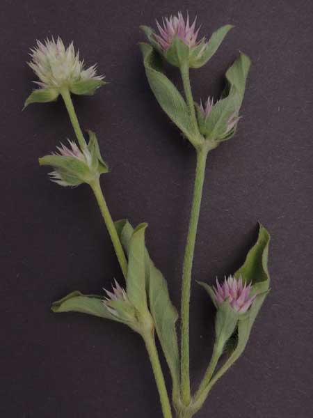 Pearly Globe Amaranth, Gomphrena nitida, © by Michael Plagens