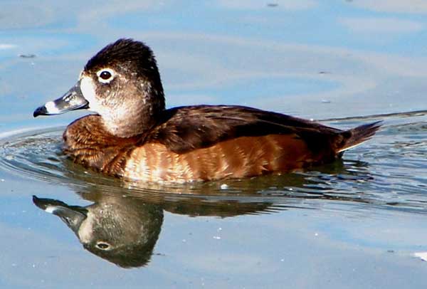 ringneck duck