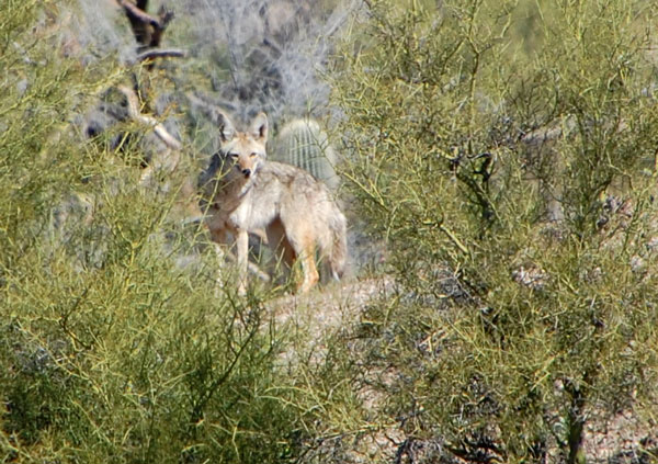 Coyote Stands On Rock Ledge Canis Latrans Sonoran Desert Arizona