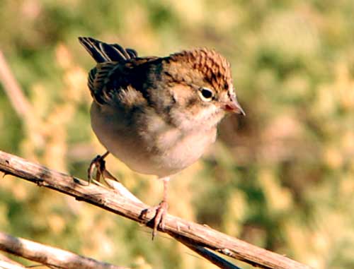 Brewer's Sparrow, Spizella breweri, photo © by Michael Plagens