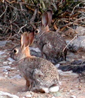 Rabbits have few predators to fear at Papago Park. Photo © by Michael Plagens
